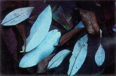 R. zaleucum