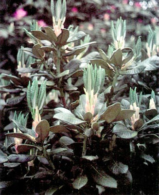 R. bureavii with R. falconeri in background.