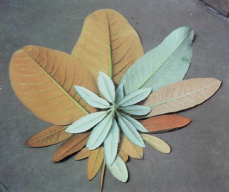 Rhododendron leaves