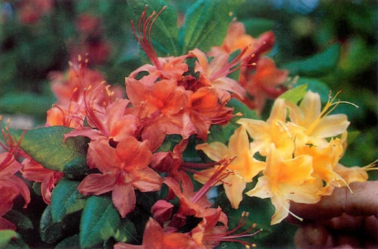 Range of floral color
of Flame Azalea collected near
Nantehala Lake, North Carolina.