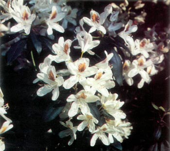 R. 'Multimaculatum'