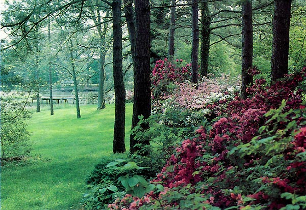 Azalea garden with river in background