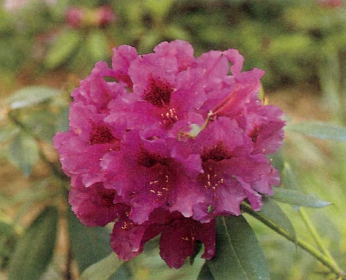 R. 'Hardy Splendour'