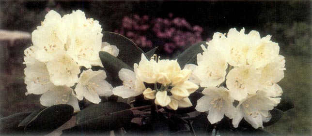 R. 'Clark's White'