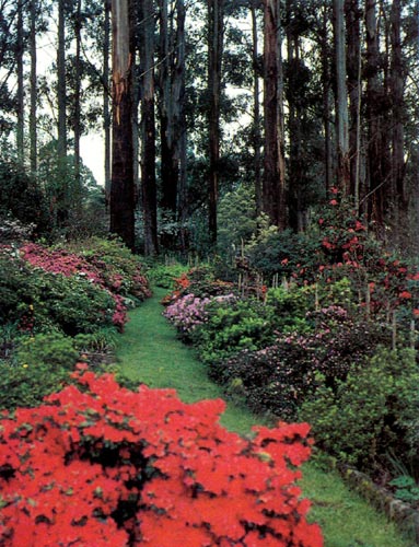 Wilton's Walk, 'Red Robin' in 
foreground