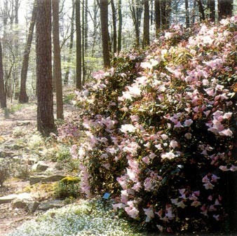 R. 'Temple Bells' in early April