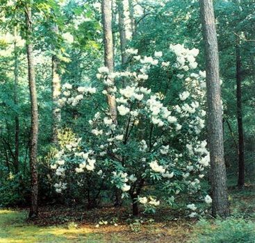 R. discolor tree