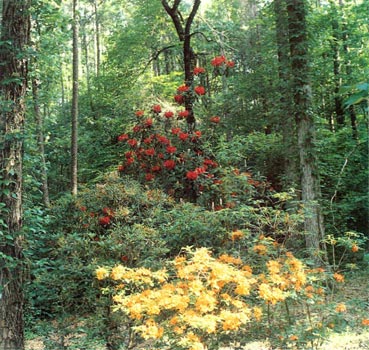 'Romany Chal', R. bakeri in foreground