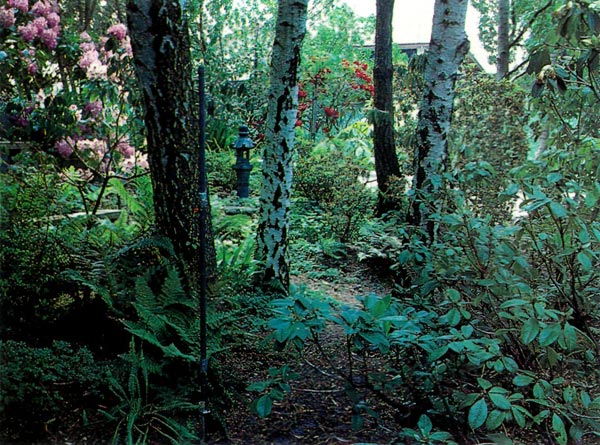 Path through rhododendrons