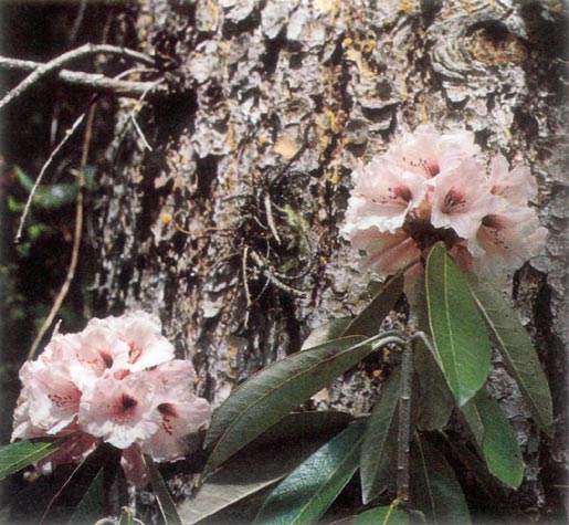 R. uvariifolium