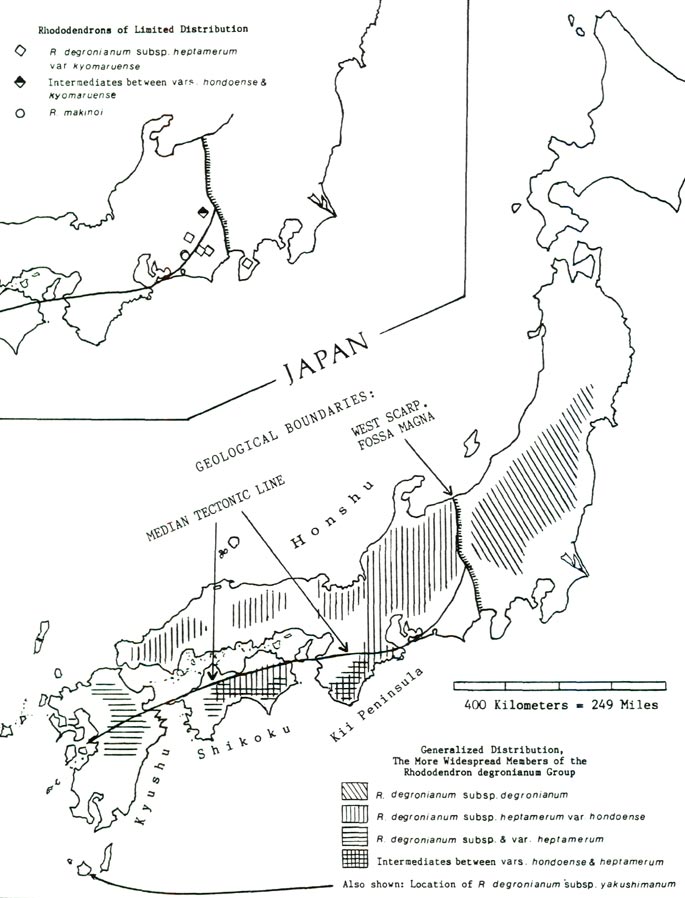Rhododendrons in Japan'