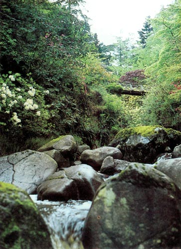 Crarae Glen Garden gorge