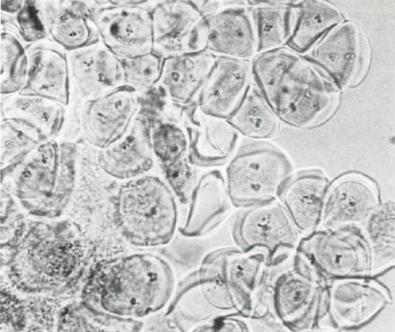 Natural rhododendron chromosome pairing