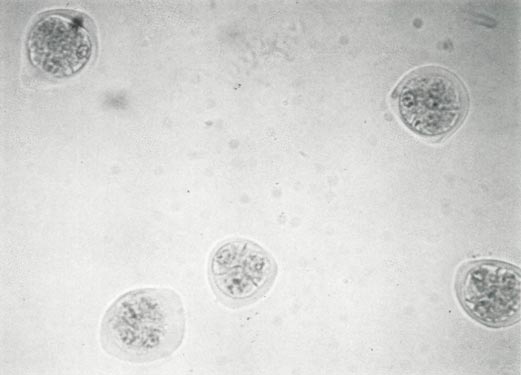 Rhododendron pollen cells