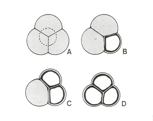 Rhododendron pollen tetrads