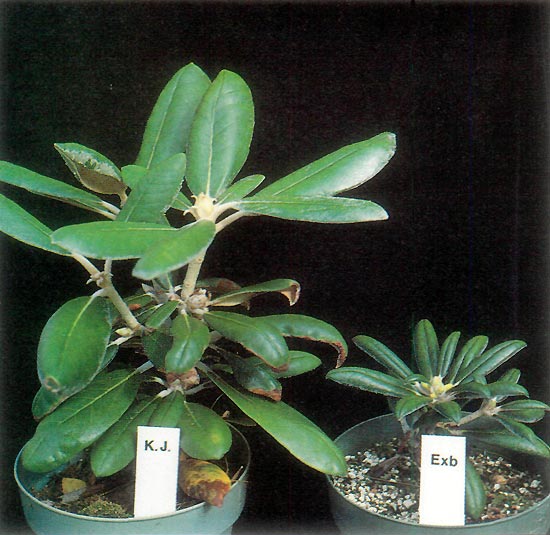 'Ken Janeck' and R. yakushimanum
Exbury comparison.