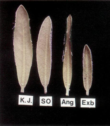 'Underside of leaves comparison.