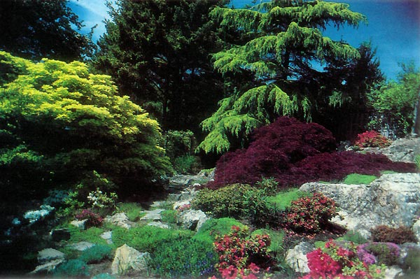 Maples in Abkhazi garden