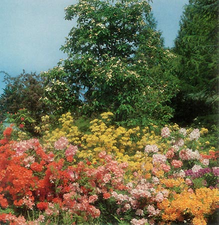 Butchart Gardens plants