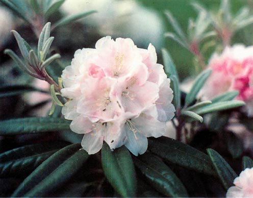 R. 'Angel Blush'