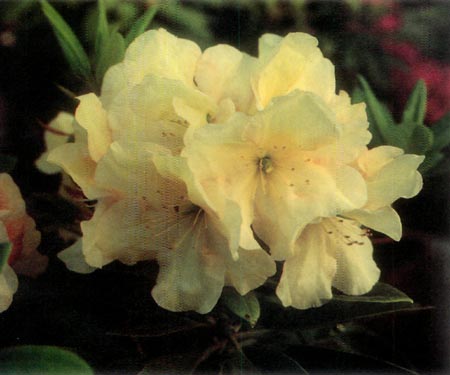 R. 'Regal Crown'