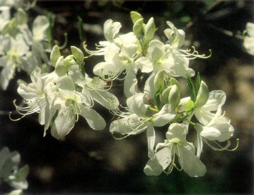 R. vaseyi 'White Find'