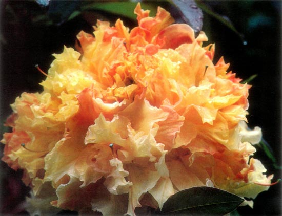 R. 'Puyallup Centennial'