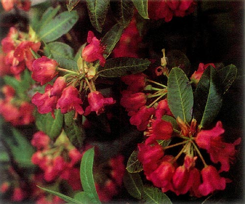 R. 'Coralynne'