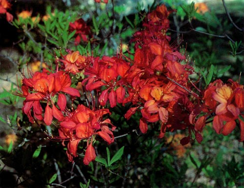 R. calendulaceum, polypetala