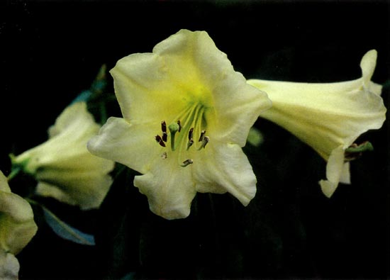 R. dalhousiae