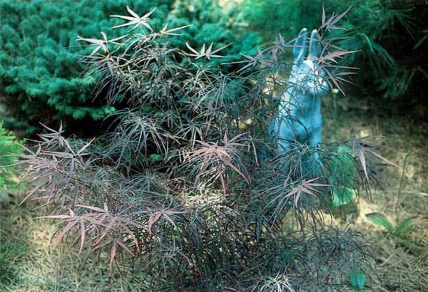 Acer palmatum 'Red Pygmy'