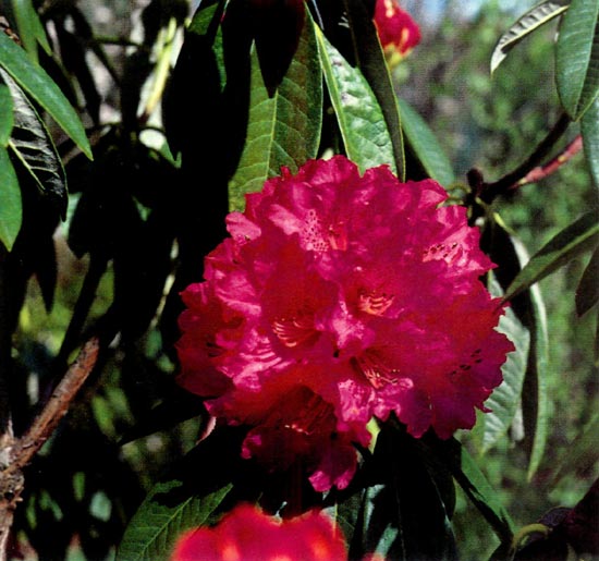 R. arboreum