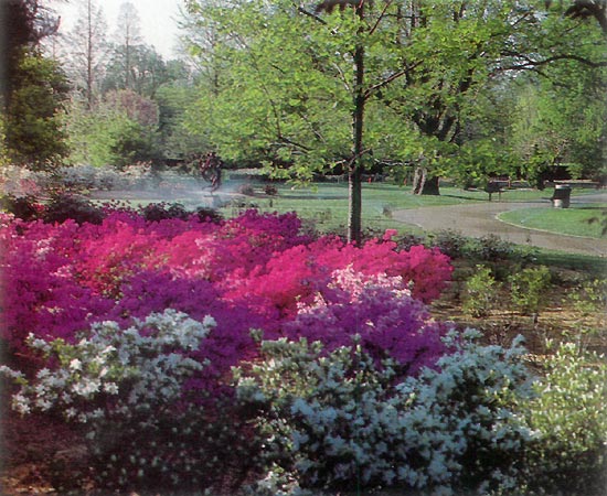 Missouri Botanical Garden azaleas