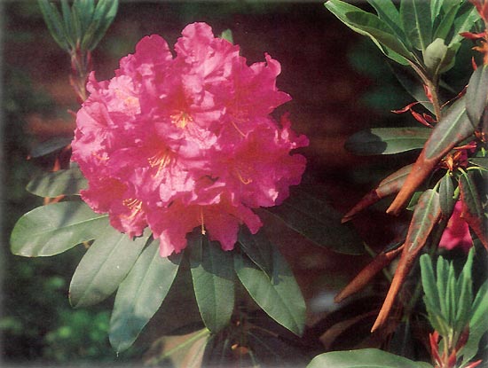 R. 'Dorothy Russell'