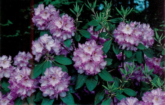 R. 'Dexter's Purple'