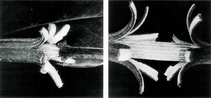 Initial phases of dehiscence in 'Hunstein's 
Secret' capsules