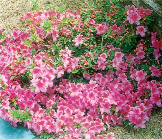 Satsuki hybrid azalea 'Beni Kirishima'