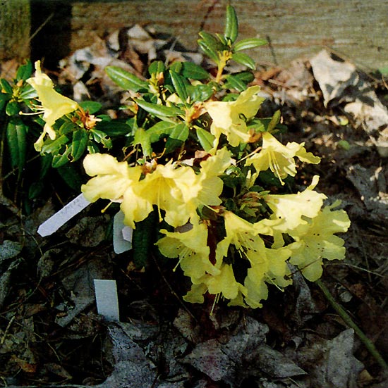 R. keiskei, prostrate form x 'California
Gold'