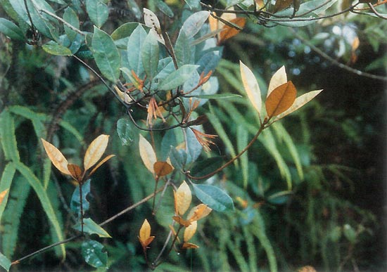 R. longiflorum