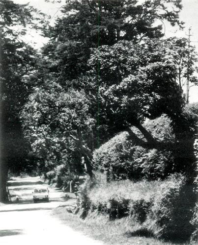 R. arboreum ssp. zeylanicum as a roadside
tree