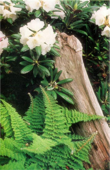 Polystichum setiferum var.
plumosodivisilobum