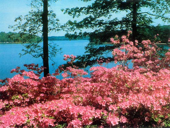 Brighton Azalea Garden