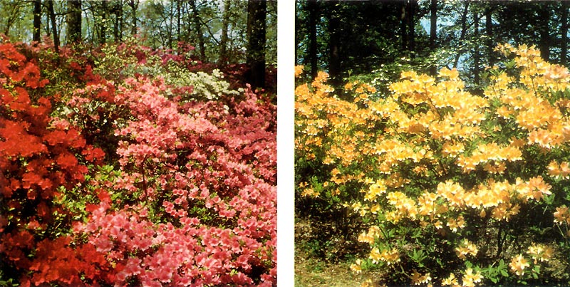 Brighton Azalea Garden