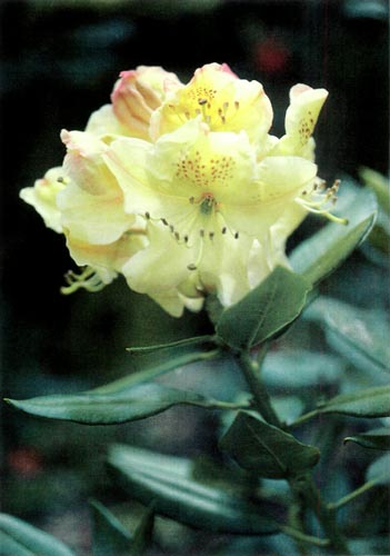 R. 'Yellow Saucer'