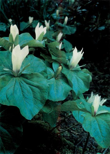 Trillium