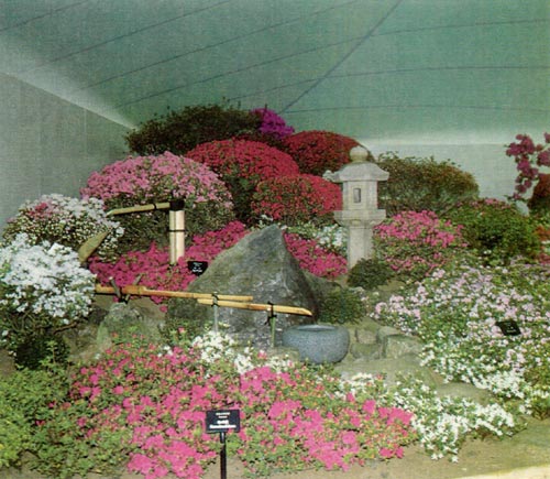 Miniature traditional Japanese azalea
garden in Pavilion.