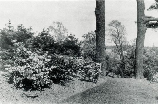 Azalea Walk on Bussey Hill