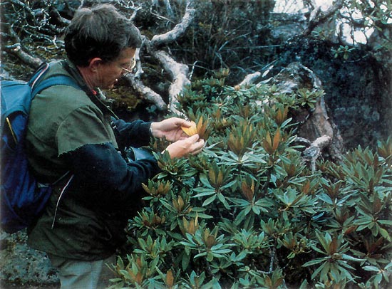 R. roxieanum in China