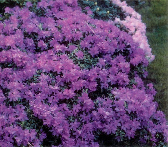 R. 'Karin Seleger'