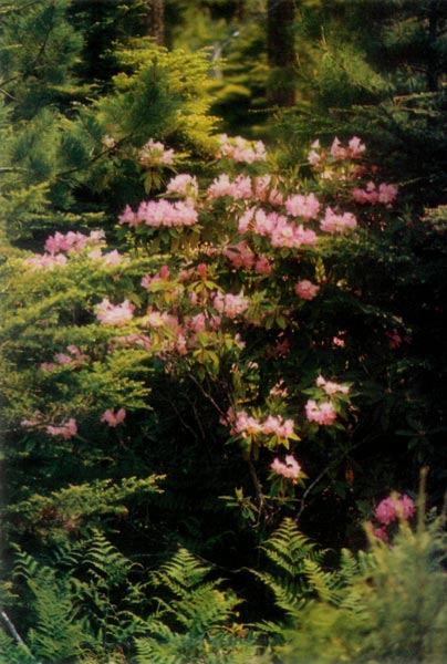 Rhododendron macrophyllum